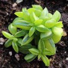 2 Live Plant Live Peperomia dolabriformis Succulent Plant Fully Rooted