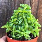 3 Live Plant Live Peperomia dolabriformis Succulent Plant Fully Rooted