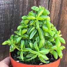 3 Live Plant Live Peperomia dolabriformis Succulent Plant Fully Rooted