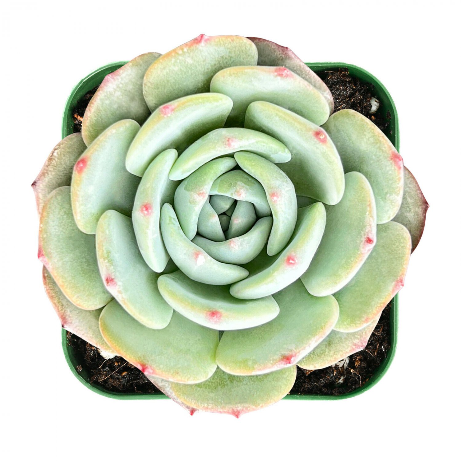 1 Live Plant Fresh Echeveria 'Mont Blanc' Succulent Plant Fully Rooted
