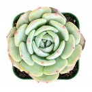 1 Live Plant Fresh Echeveria 'Mont Blanc' Succulent Plant Fully Rooted