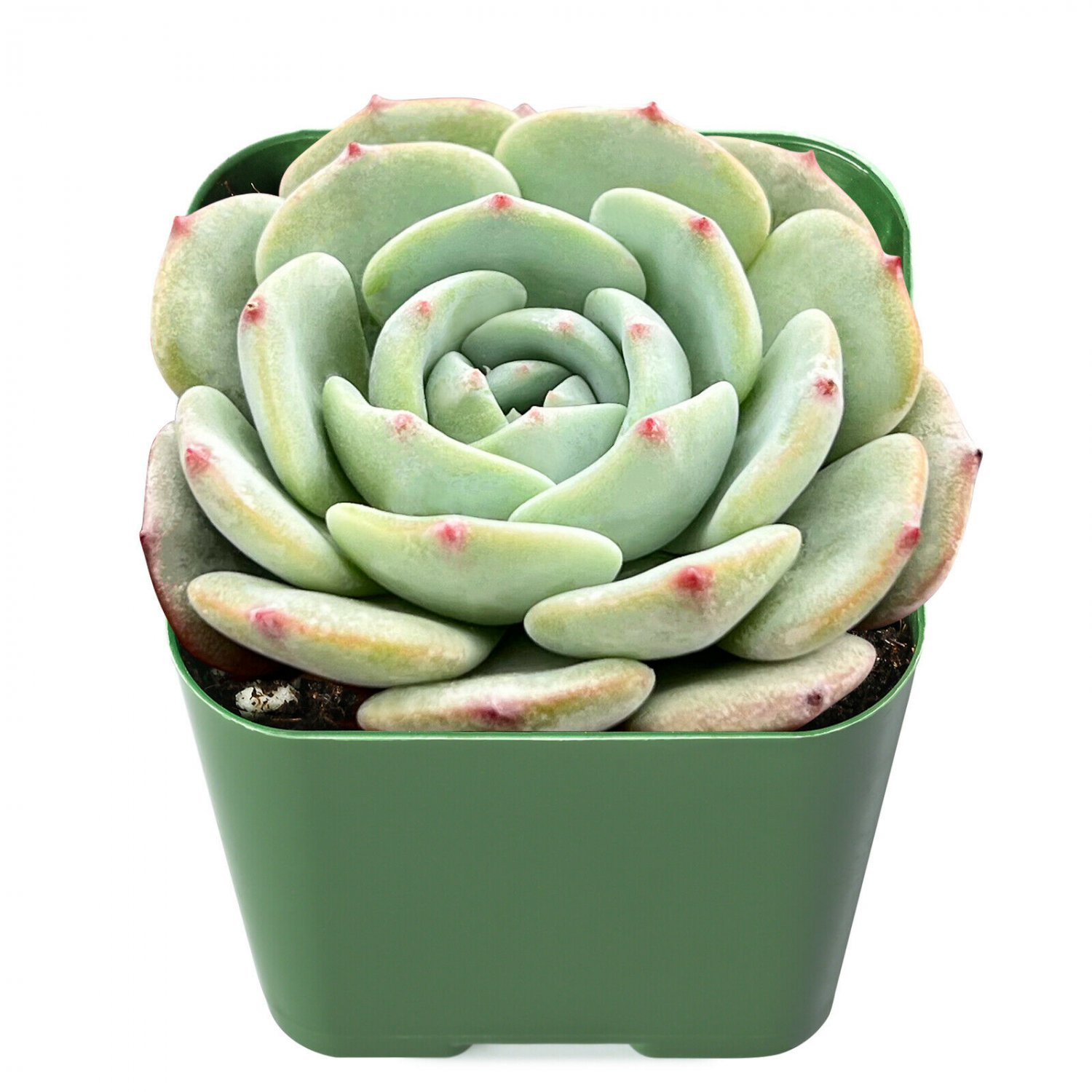 2 Live Plant Fresh Echeveria 'Mont Blanc' Succulent Plant Fully Rooted