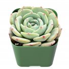 2 Live Plant Fresh Echeveria 'Mont Blanc' Succulent Plant Fully Rooted