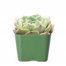 3 Live Plant Fresh Echeveria 'Mont Blanc' Succulent Plant Fully Rooted
