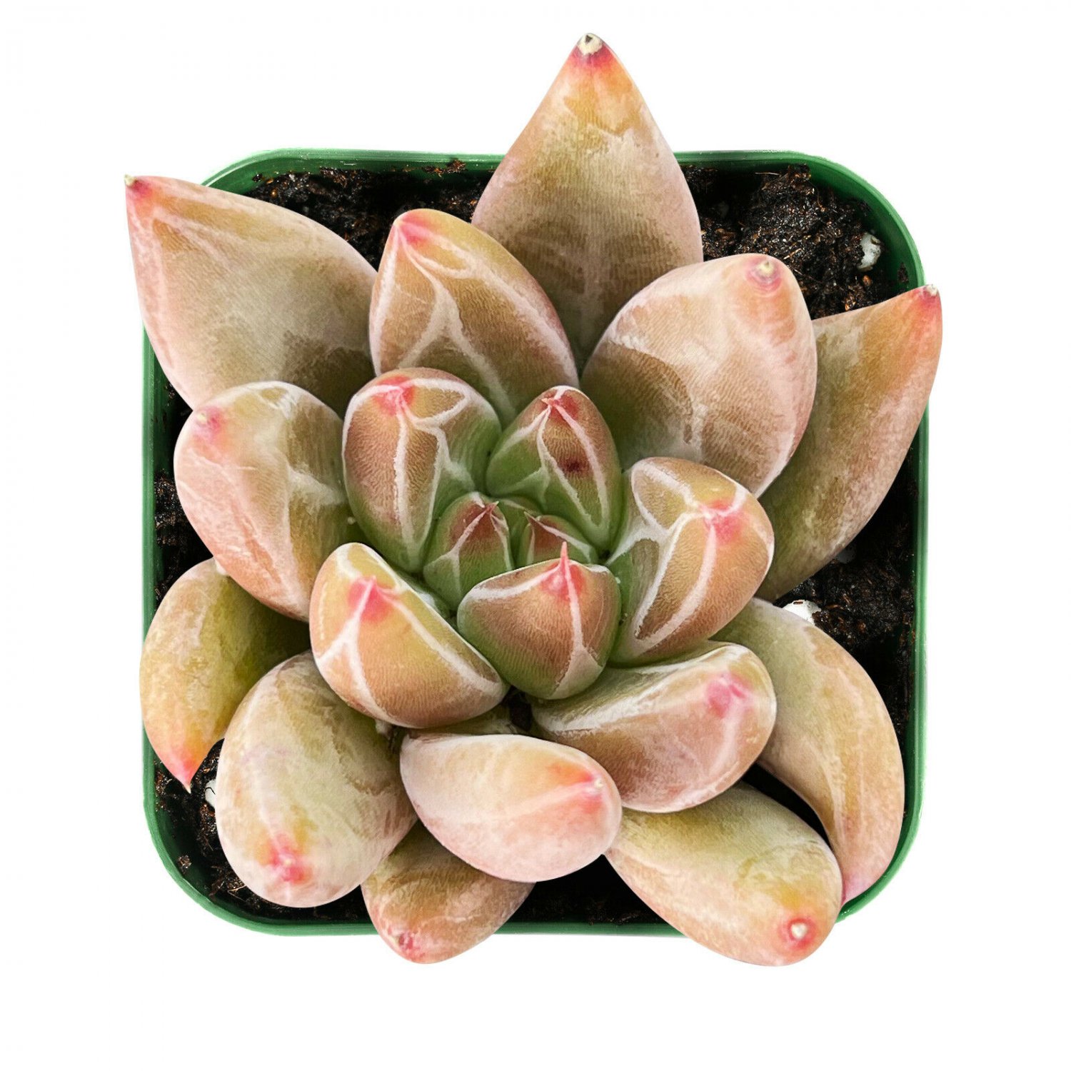 1 Live Plant Echeveria 'Psyche' Rosette Succulent Rooted