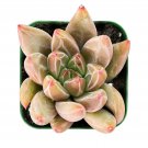 1 Live Plant Echeveria 'Psyche' Rosette Succulent Rooted
