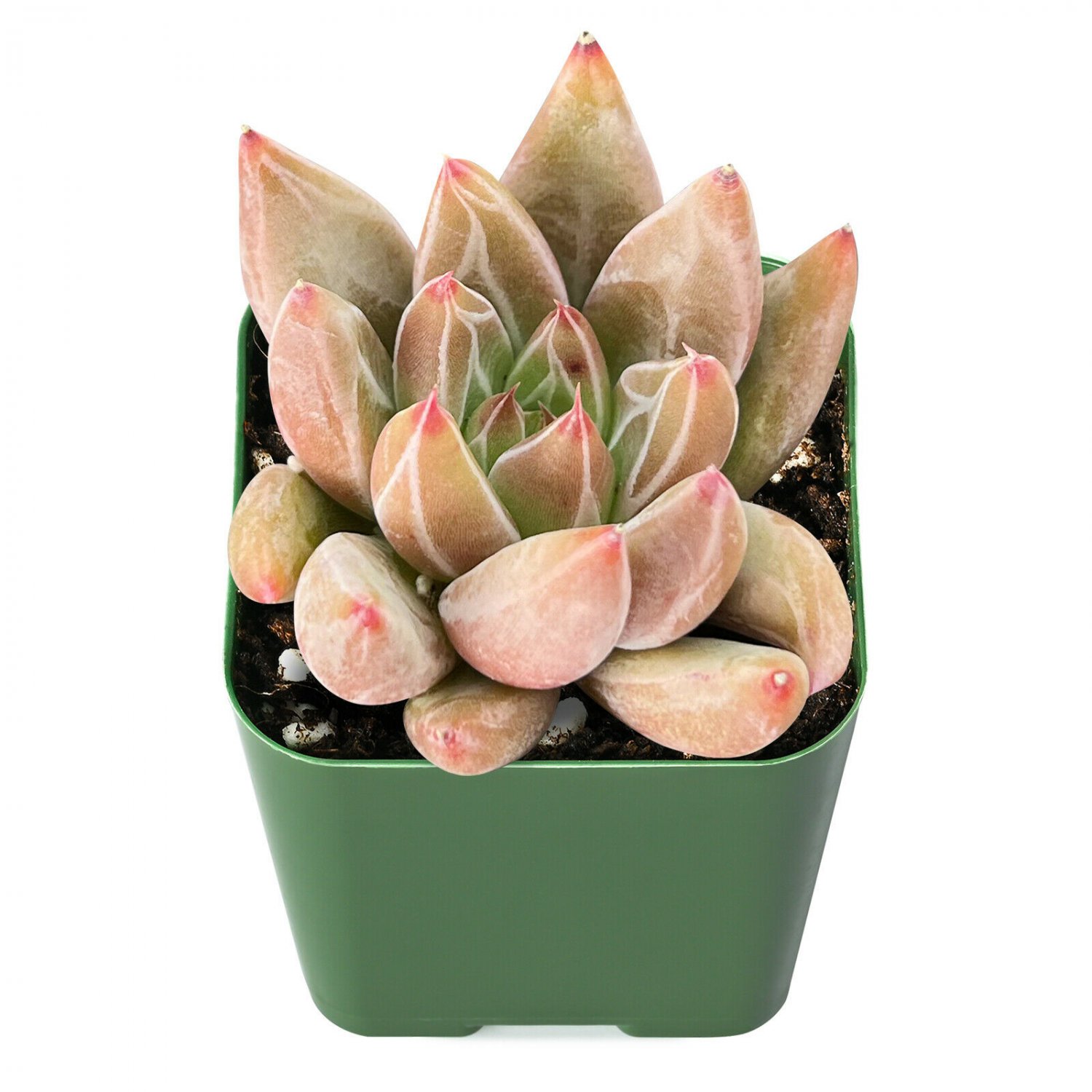 2 Live Plant Echeveria 'Psyche' Rosette Succulent Rooted