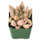 2 Live Plant Echeveria 'Psyche' Rosette Succulent Rooted