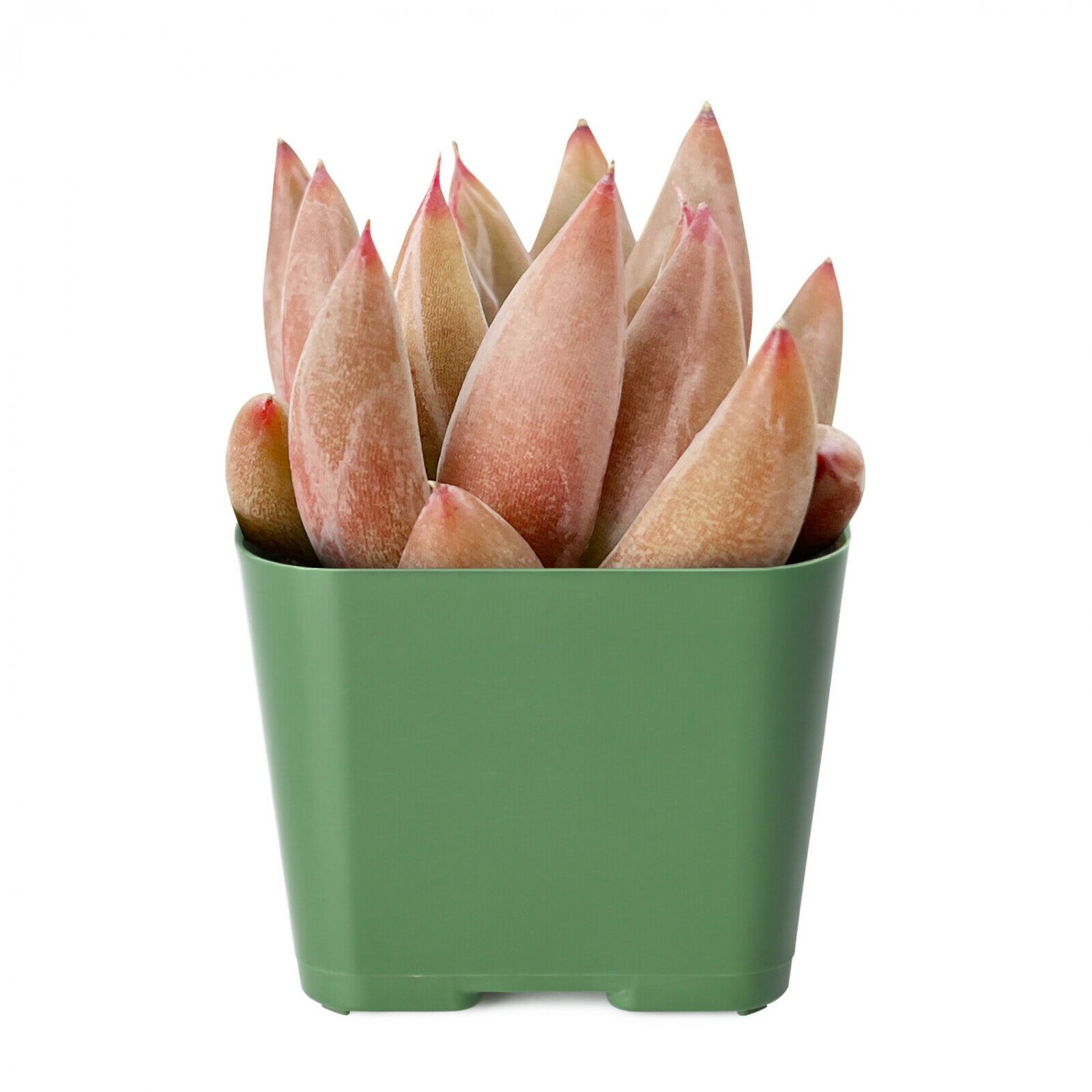 3 Live Plant Echeveria 'Psyche' Rosette Succulent Rooted
