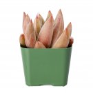 3 Live Plant Echeveria 'Psyche' Rosette Succulent Rooted