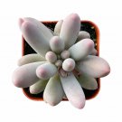 1 Live Rare Pachyphytum 'Machucae' Baby Finger Plant fully Rooted