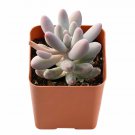 2 Live Rare Pachyphytum 'Machucae' Baby Finger Plant fully Rooted