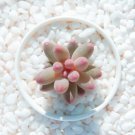 3 Live Rare Pachyphytum 'Machucae' Baby Finger Plant fully Rooted