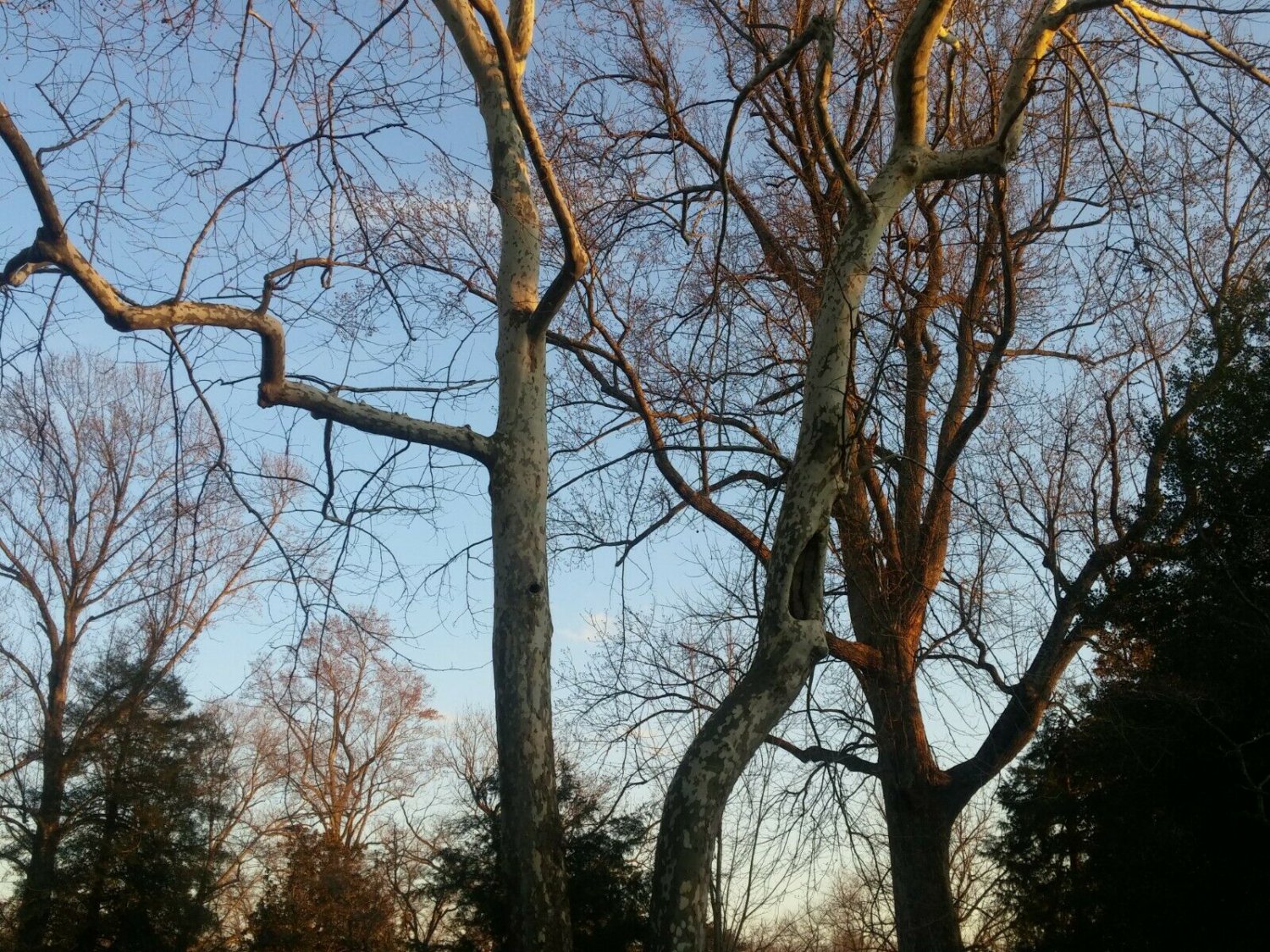 American Sycamore Platanus occidentalis Trees, 2 pcs