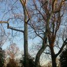 American Sycamore Platanus occidentalis Trees, 2 pcs