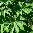 Tetrapanax papyrifera STEROIDAL GIANT Seeds, 5 pcs