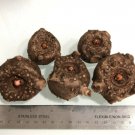 1 pcs, Amorphophallus 'Nightstick' Voodoo Lily Corpse Arum Bulbs Tubers Corms Flower