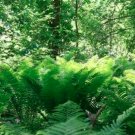 5 Lady Fern Athyrium filix -femina PREMIUM NATIVE WOODLAND FERNS BARE ROOT!
