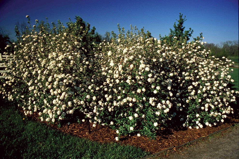 1 ALLEGHANY VIBURNUM Plant
