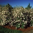 1 ALLEGHANY VIBURNUM Plant