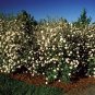 1 ALLEGHANY VIBURNUM Plant