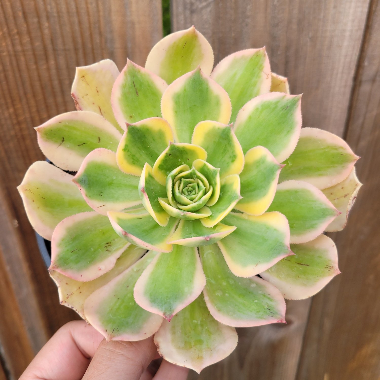 Aeonium 'Sunburst' Succulent Plant, 1 pcs