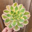 Aeonium 'Sunburst' Succulent Plant, 1 pcs