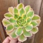 Aeonium 'Sunburst' Succulent Plant, 1 pcs