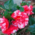 Live Plant Governor Mouton Camellia Japonica