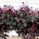 Wandering Jew Tradescantia Zebrina Plant Cuttings Purple plant, 10 pcs