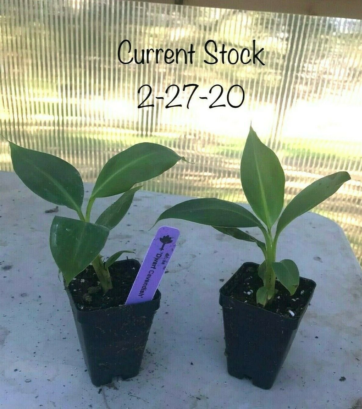 Musa Live Plant - 'Dwarf Cavendish' - Banana Tree, 1 pcs