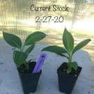 Musa Live Plant - 'Dwarf Cavendish' - Banana Tree, 1 pcs