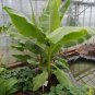 Musa Live Plant - 'Dwarf Cavendish' - Banana Tree, 1 pcs