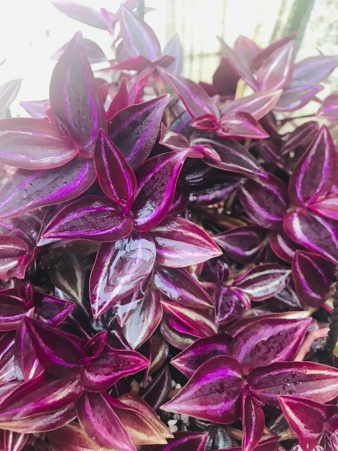Flowr Cutting 10 Rare Wandering Jew Burgundy Purple Plant Cuttings
