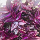 Flowr Cutting 10 Rare Wandering Jew Burgundy Purple Plant Cuttings