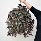20 Wandering Jew Tradescantia Zebrina Plant Cuttings Purple plant