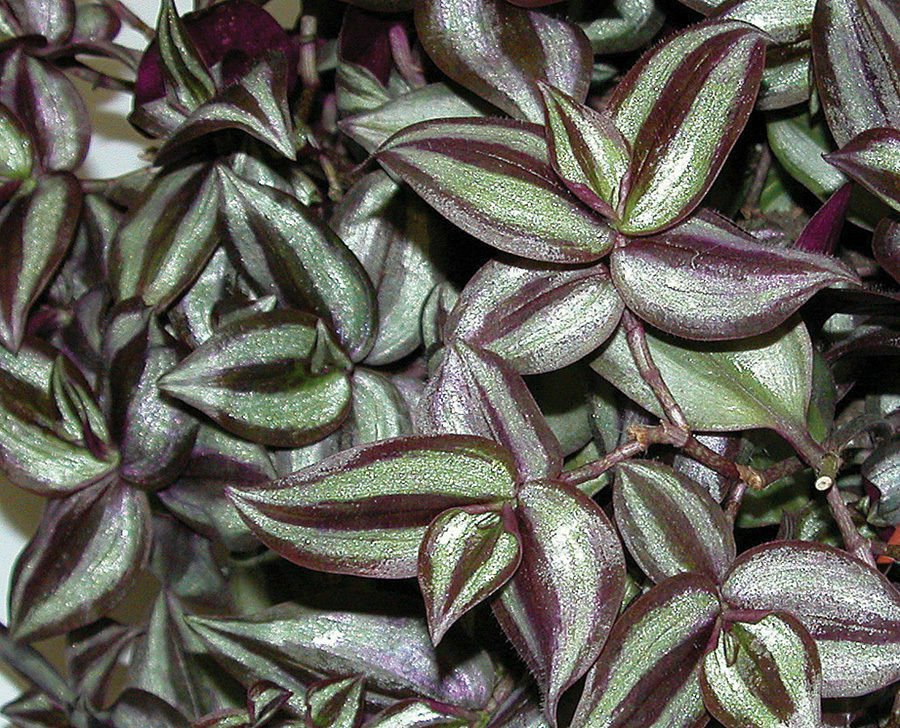 40 Wandering Jew Tradescantia Zebrina Plant Cuttings Purple plant