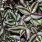 40 Wandering Jew Tradescantia Zebrina Plant Cuttings Purple plant