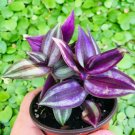 1 pcs Wondering Jew Purple Tradescantia zebrina silver plus Rooted