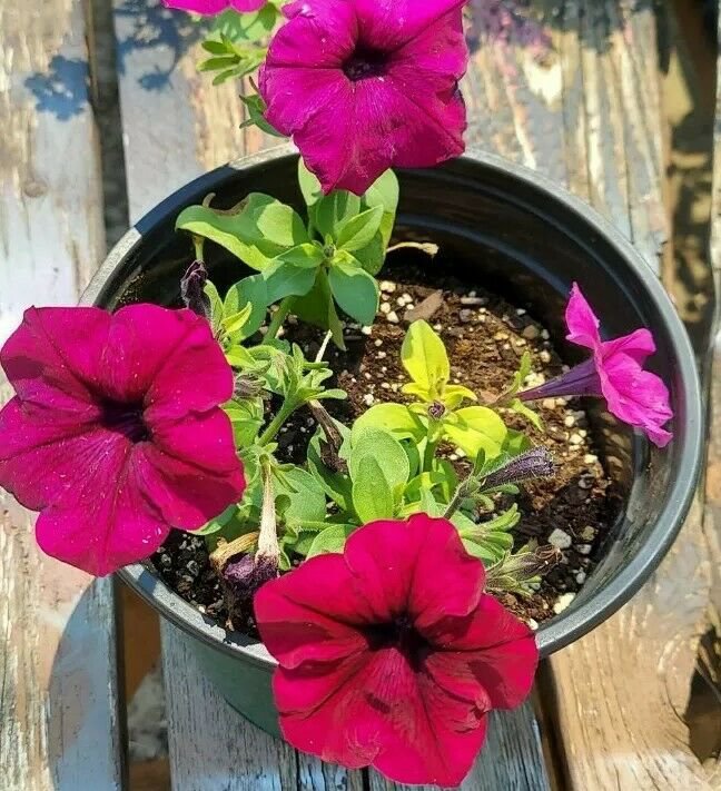 10 seeds Petunia Purple Flower Seeds