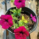 10 seeds Petunia Purple Flower Seeds