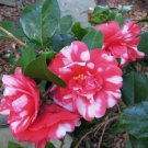 2 Plant Governor Mouton Camellia Japonica Live Plant KD001