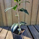 3 Plant Governor Mouton Camellia Japonica Live Plant KD001