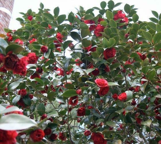 2 Plant Root Professor Sargent Red Camellia Japonica - Live Plant Live Plant KD001