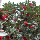 2 Plant Root Professor Sargent Red Camellia Japonica - Live Plant Live Plant KD001