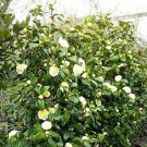 3 Plant Root Jurys Yellow Camellia Japonica Live Plant KD001