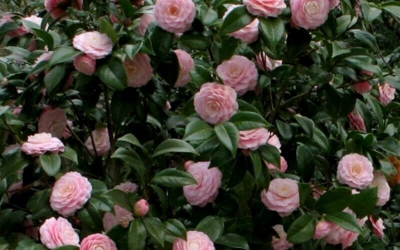 3 Plant Root Pink Perfection Camellia Japonica Live Plant KD001