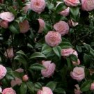 3 Plant Root Pink Perfection Camellia Japonica Live Plant KD001