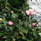 2 Plant Root Debutante Pink Camellia Japonica  Live Plant KD001