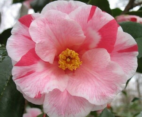 3 Plant Root Lady Vansittart Variegated Camellia Japonica Live Plant KD001